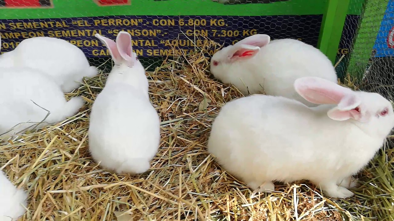 Producción CUNICOLA 2019, sanidad, profilaxis y alta motilidad, producción todo el año.