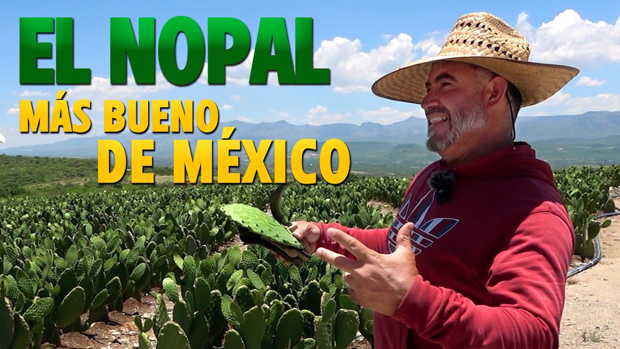 EL NOPAL QUE COMEN en LOS ANGELES, SE DA en JALPA, Zacatecas