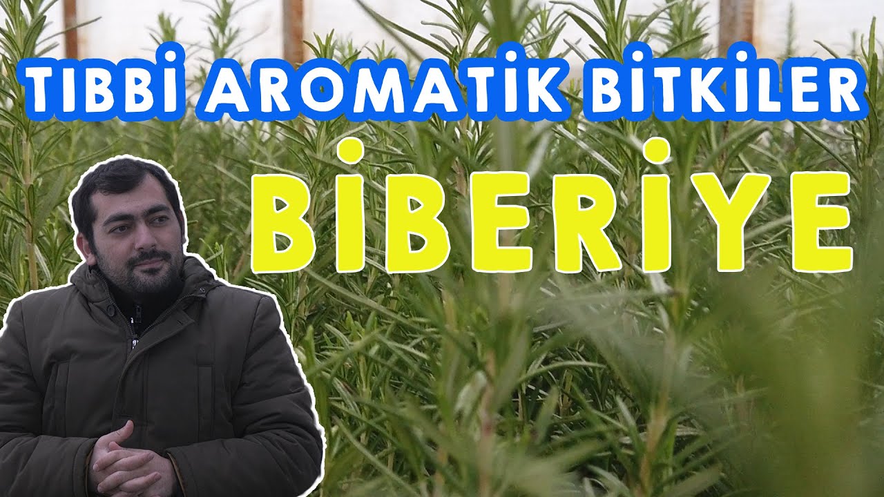 Tıbbi Aromatik Bitkiler (Biberiye) - Toprak Bacı
