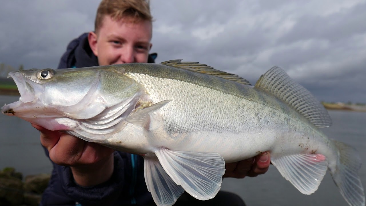 river zanders - fishing the dutch rivers (fishing.024)