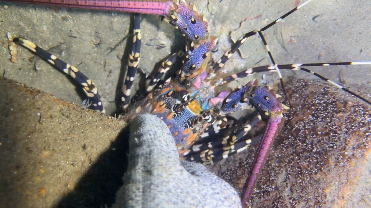 Diving under the sea to catch eels, crabs and sea cucumbers | Part 56