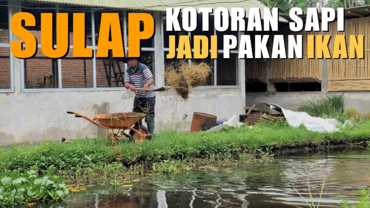 Pak Rifqi 52 Tahun❗️Berhasil Menciptakan Pakan Ikan dari Kotoran Sapi