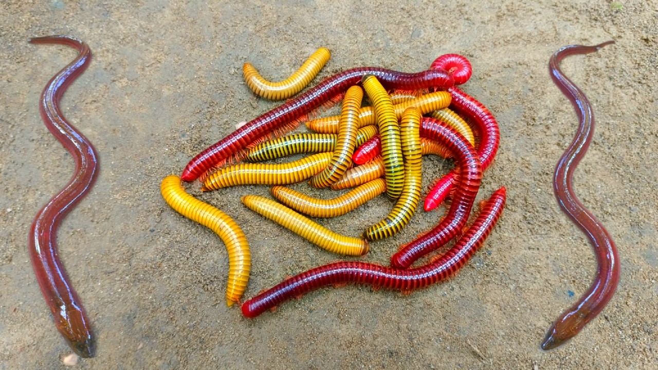 Wadidaw! Mencari kaki seribu, luwing dan ikan belut, ikan hias, ikan lele, kura kura, kelomang besar
