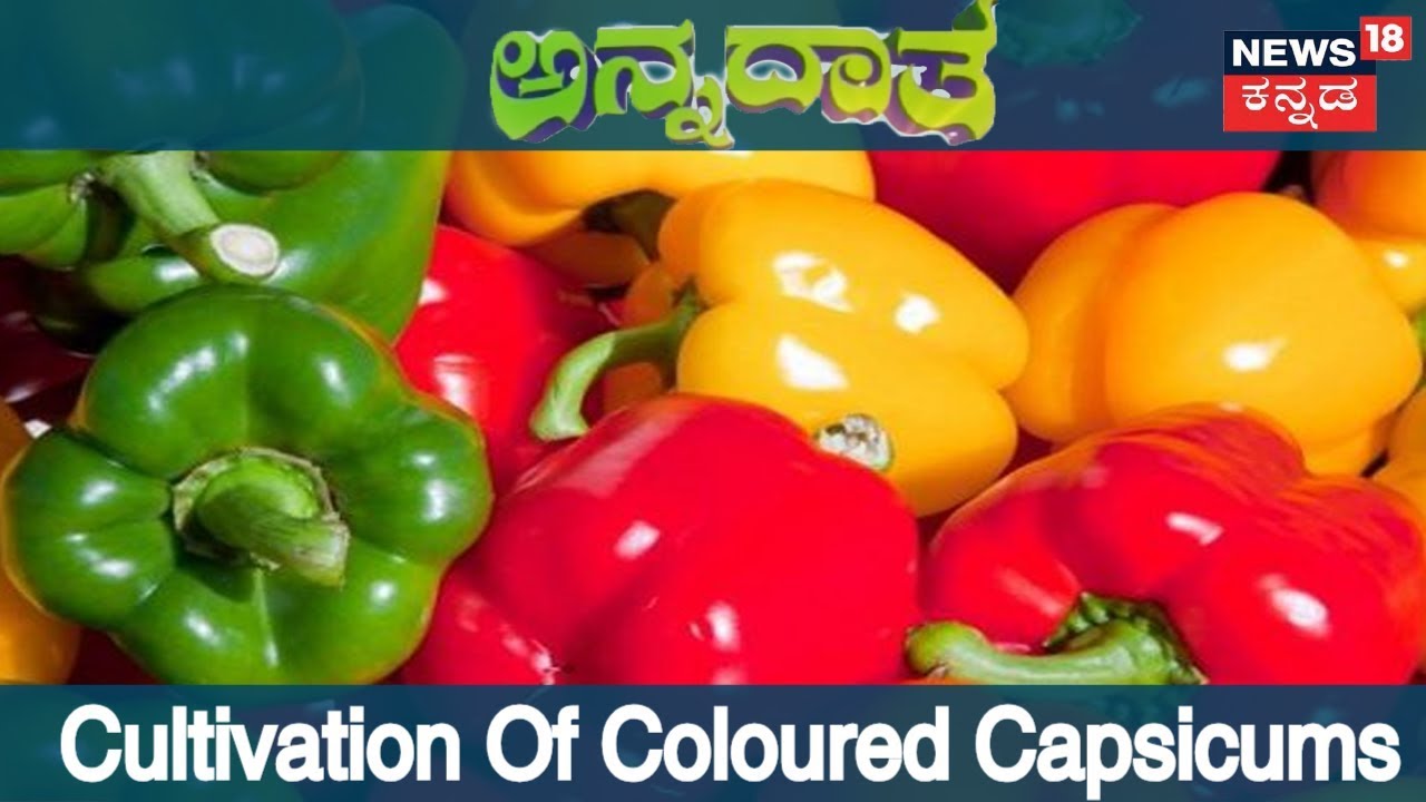 Annadata | Cultivation Of Coloured Capsicums In Green House Shelters