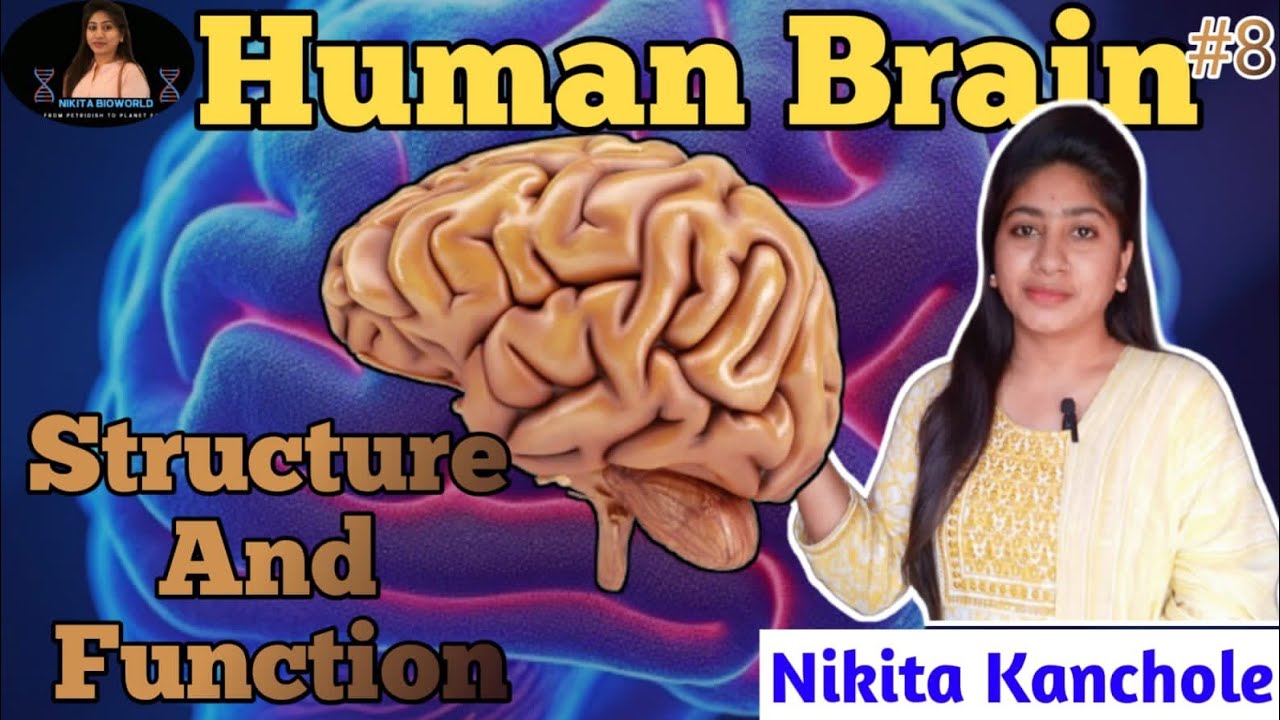 Brain ka Real power🔥 | Human Brain Function in Hindi + English | 