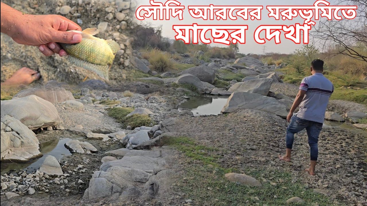 সৌদি আরবের মরুভূমির বালিতে কেনো এতো মাছ | Where did so many fish come from in the deserts of Arabia?