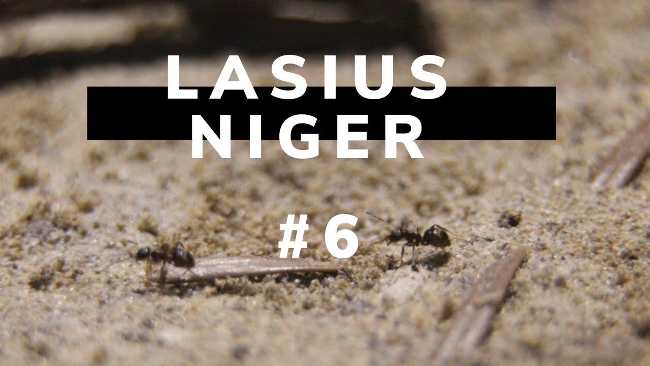 Lasius niger #6 I Ende der Winterruhe