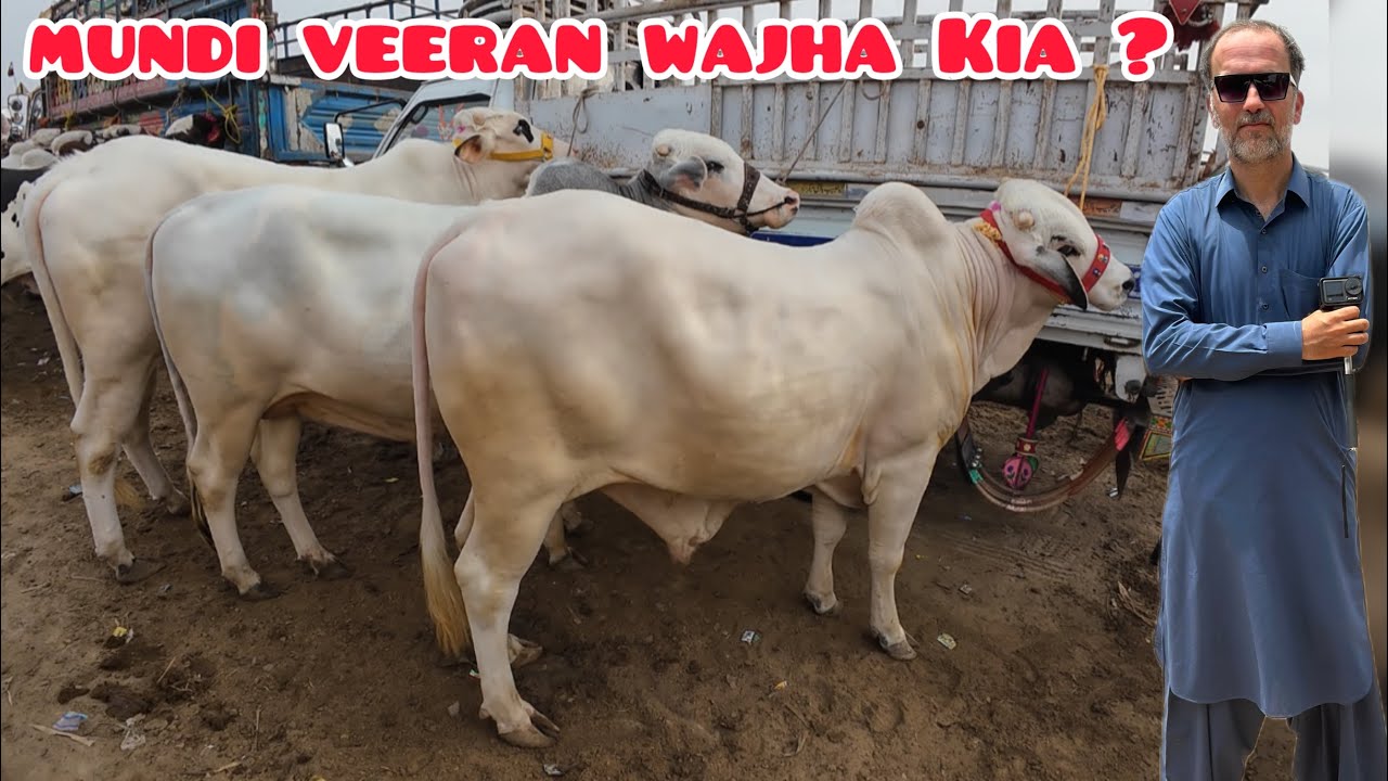 Mundi Veeran Wajha Kia ? Khareedar Gayab / Tando Adam Mundi Updates / Qurbani Season 2026 