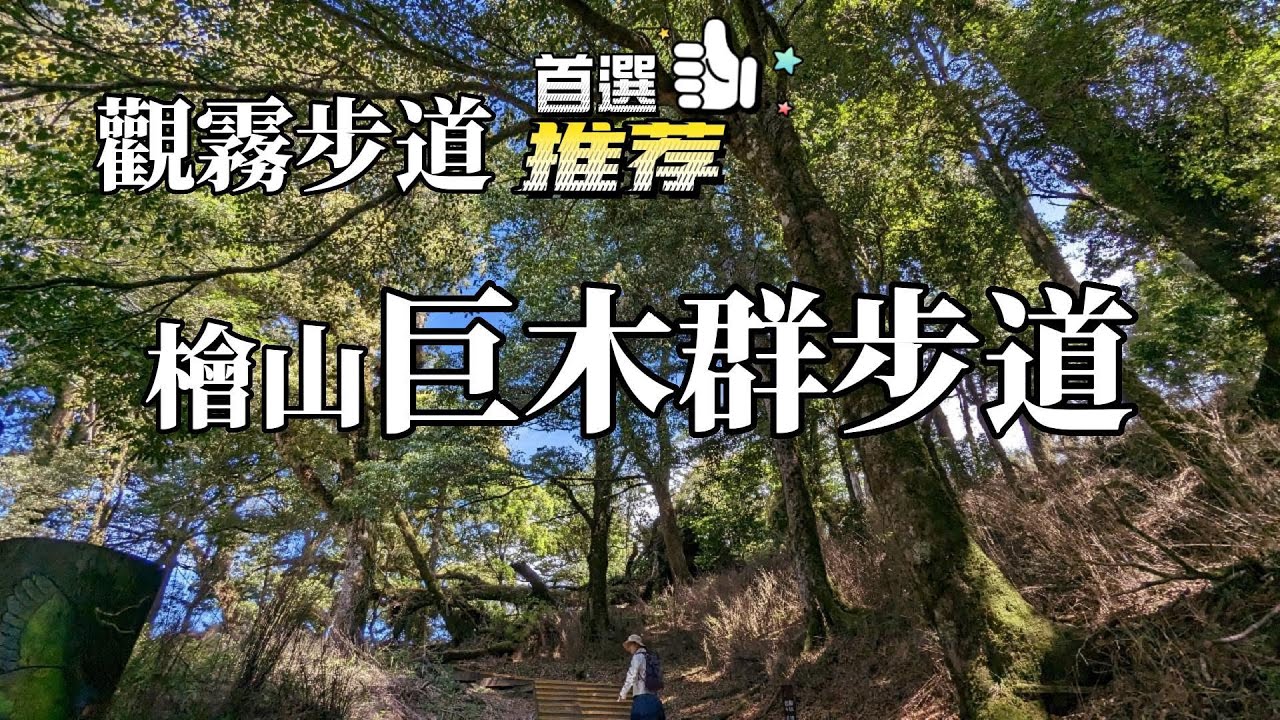 好震撼 2千歲的神木 檜山巨木群步道 觀霧最好走的步道 雲霧繚繞宛如仙境 遠眺鵝公髻山 五指山