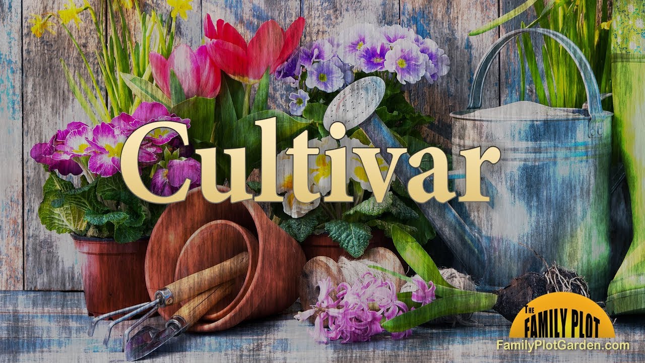 Cultivar &ndash; Garden Glossary