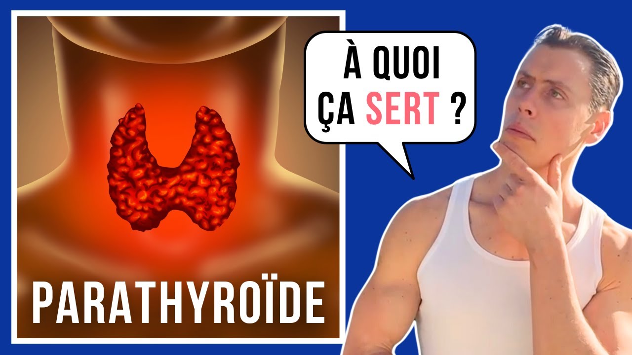 Tout savoir sur les Parathyroïdes - système endocrinien 03