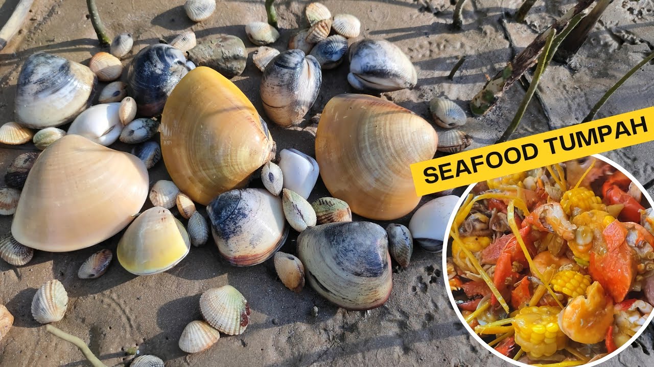 Berburu Biota Laut Pakai Tongkat Sakti & Uang‼️Hasilnya Menakjubkan 😂 Dimasak Seafood Tumpah