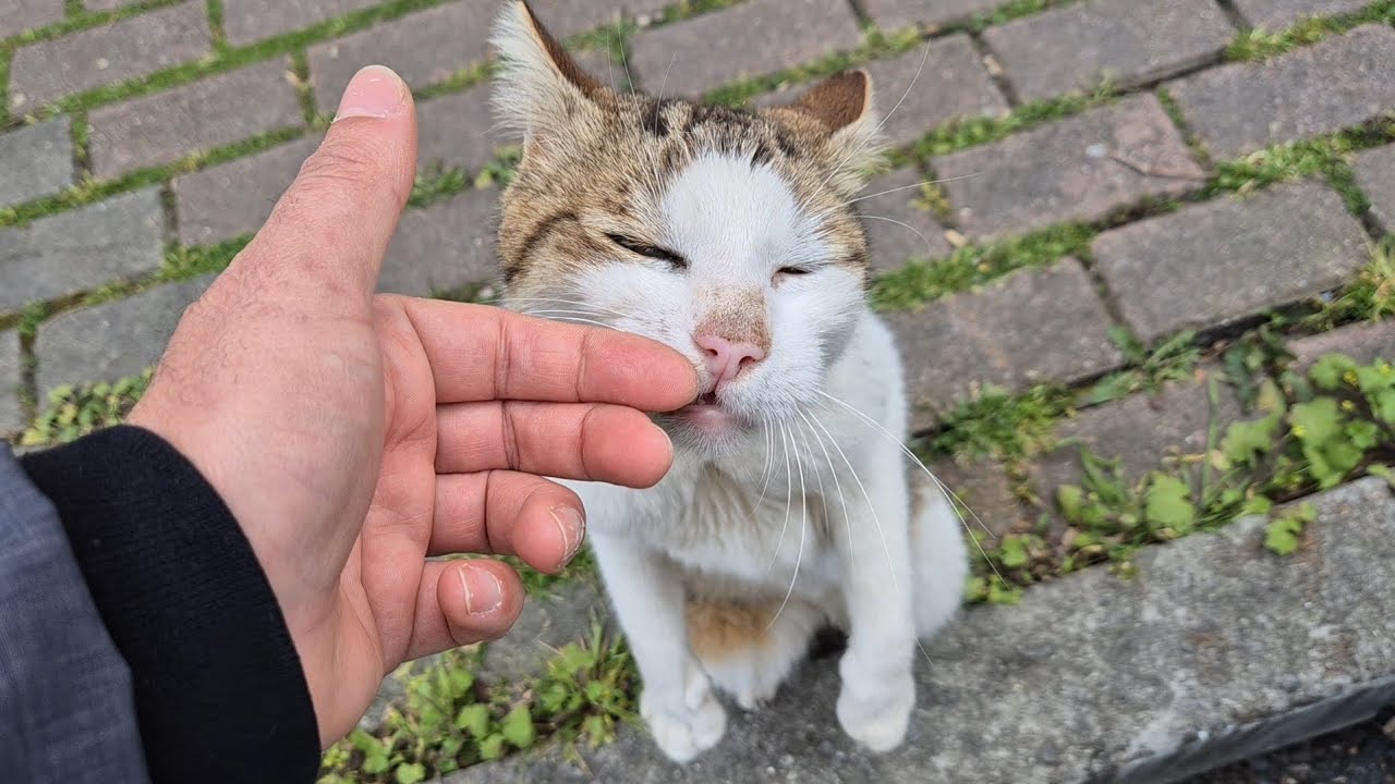 A Handsome and Extremely Friendly Cute Street Cat.