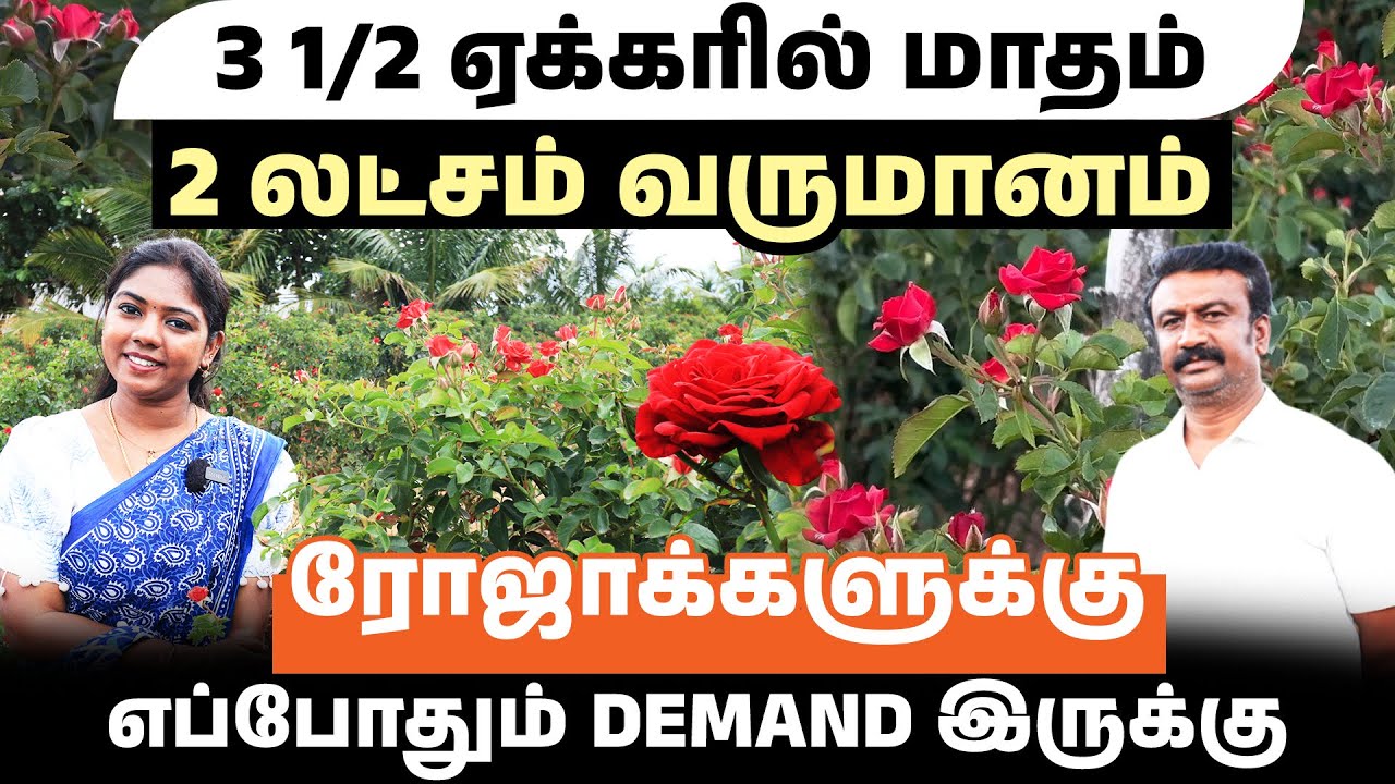 குறைந்த முதலீட்டில் அதிக வருமானம் தரும் ரோஜா செடி விவசாயம் | Cultivation Guide, Challenges, Tips