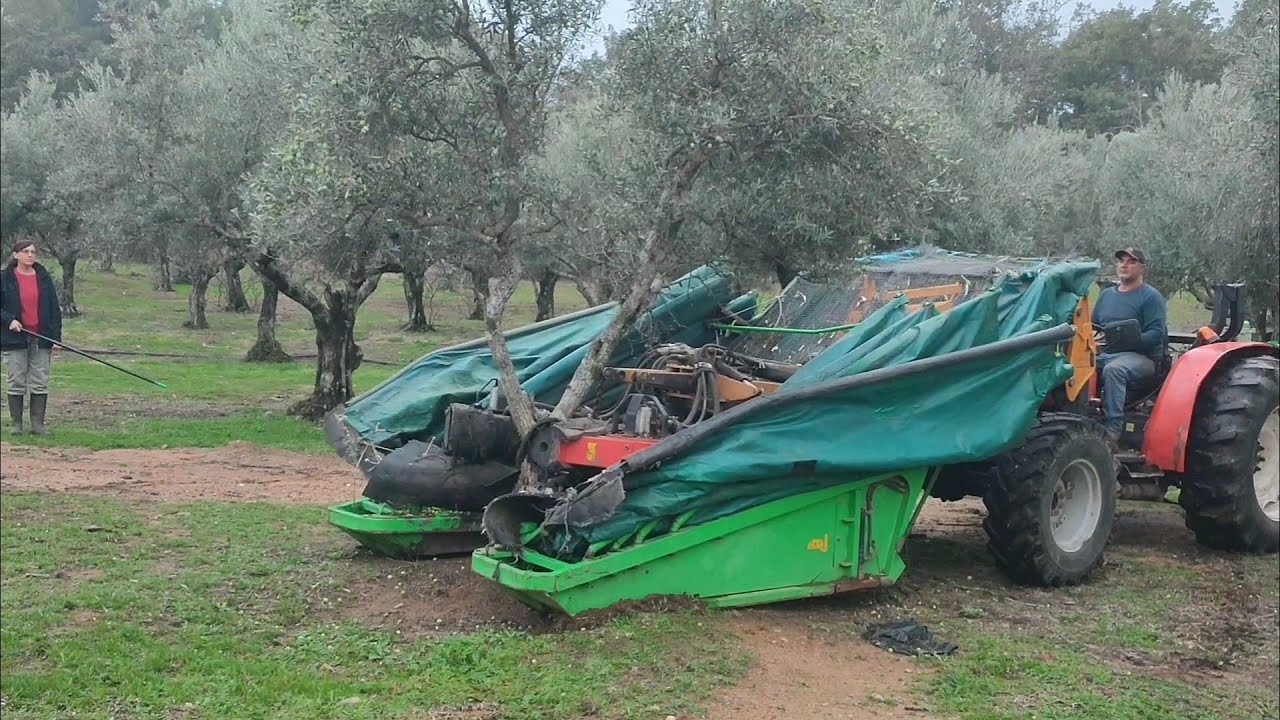 Comenzamos la cosecha de aceitunas