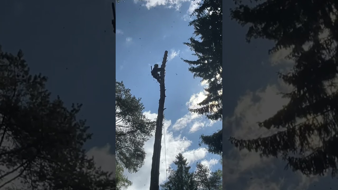 Завешивание и спуск больших частей дерева #arboristika #chainsaw #arboristlife #stihl #chainsawman