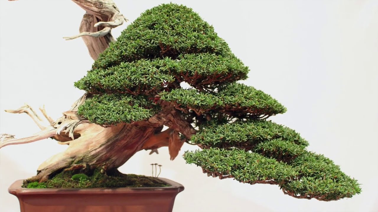 Best of the Trophy Bonsai exhibition