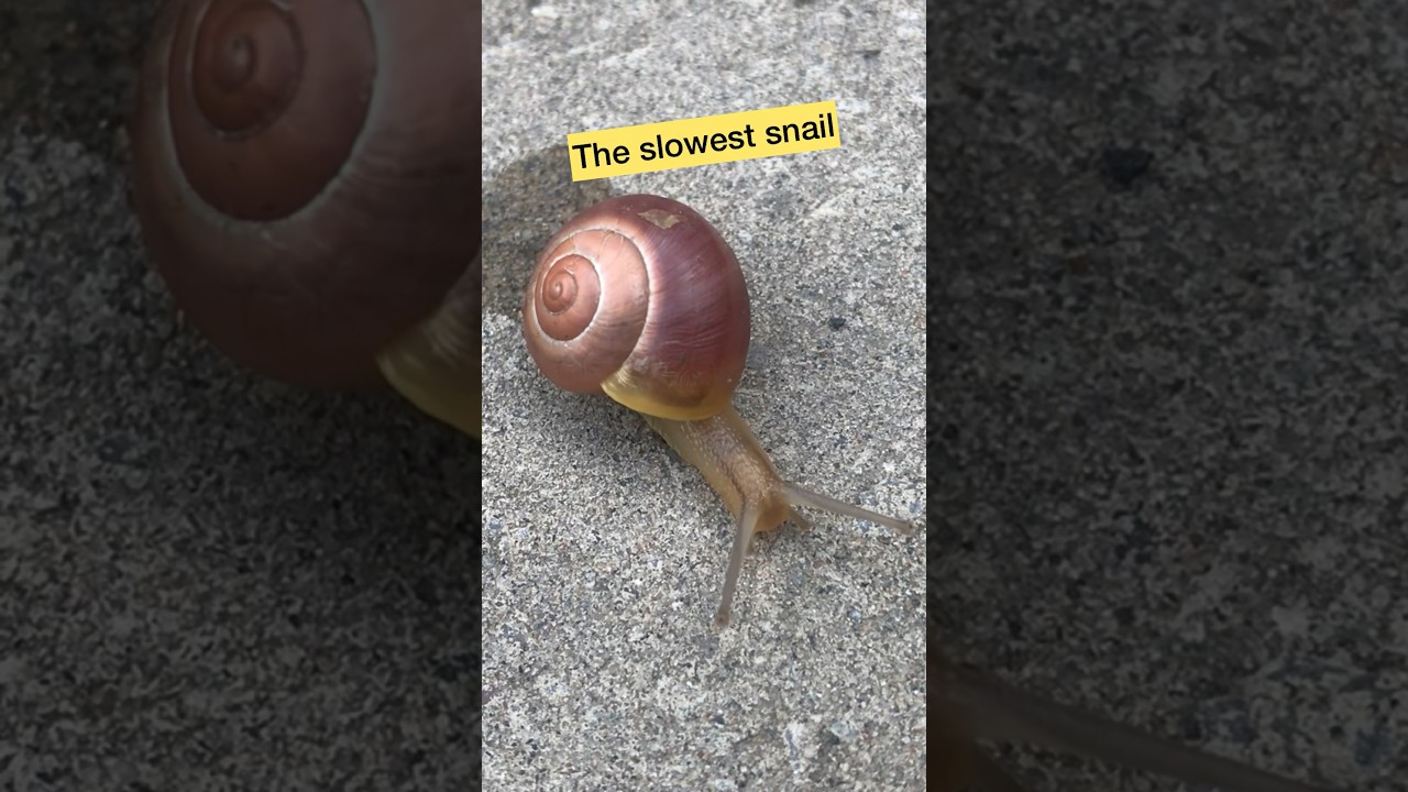 The slowest creatures on Earth / Cute Garden Snail #shorts