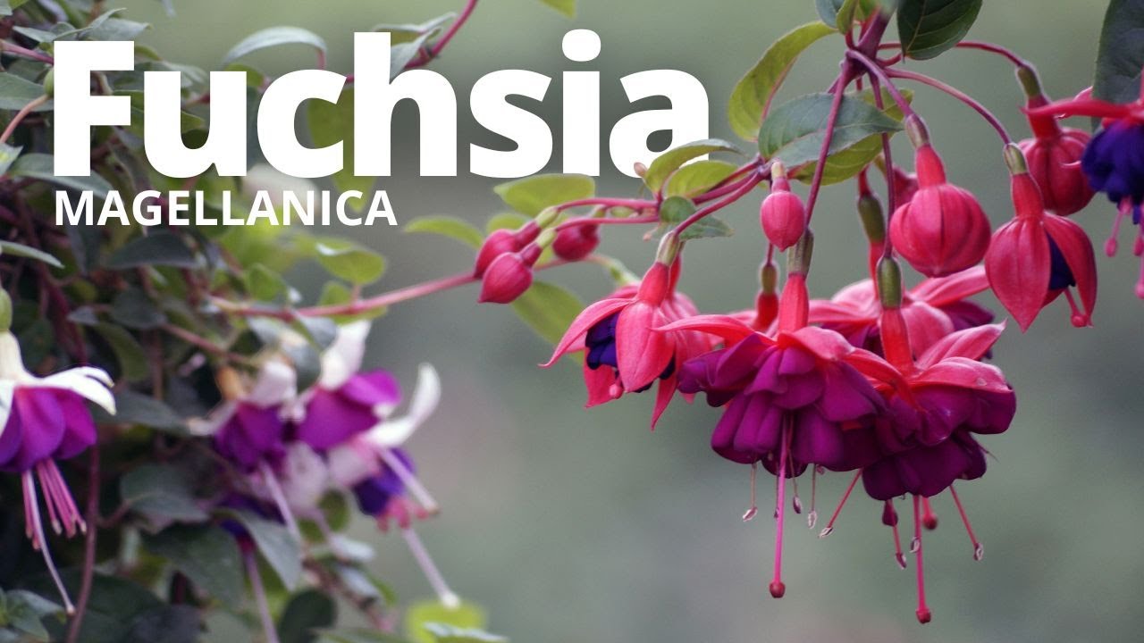 Cuidados de la Fucsia. Todo lo que debes saber para mantener tu Fuchsia saludable.
