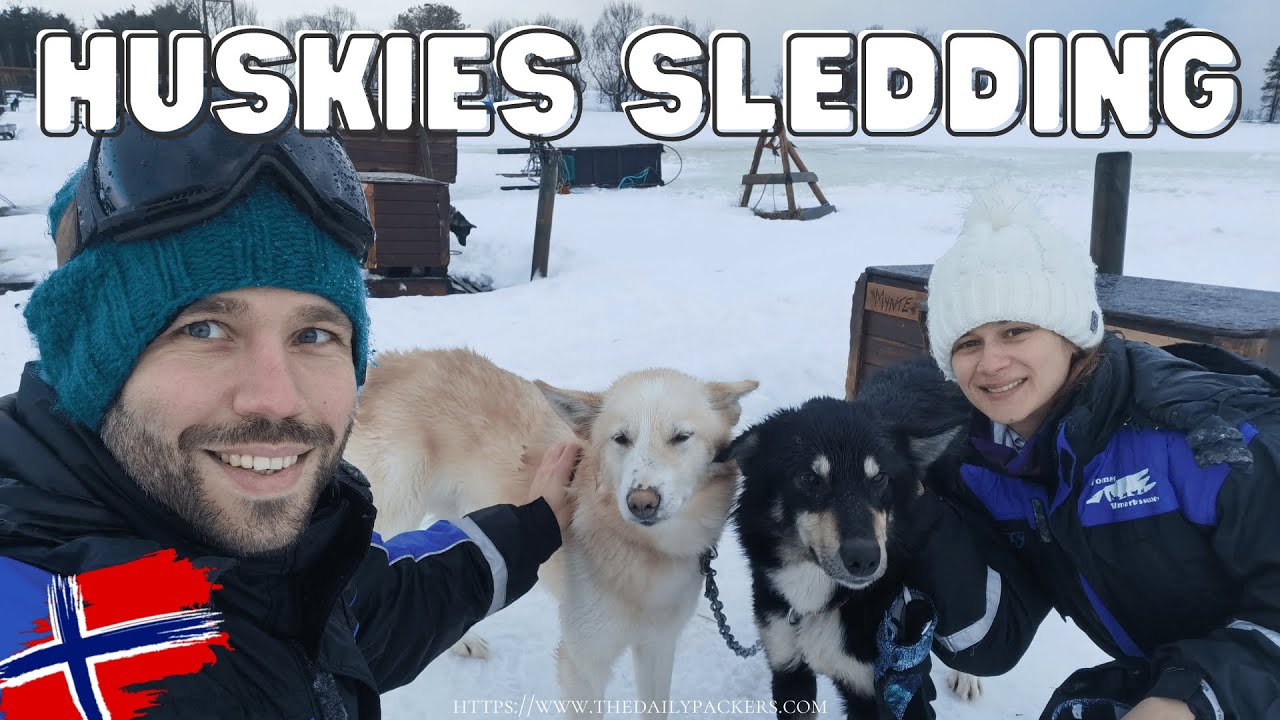 Self-drive Huskies Sled in Norway (Tromsø)