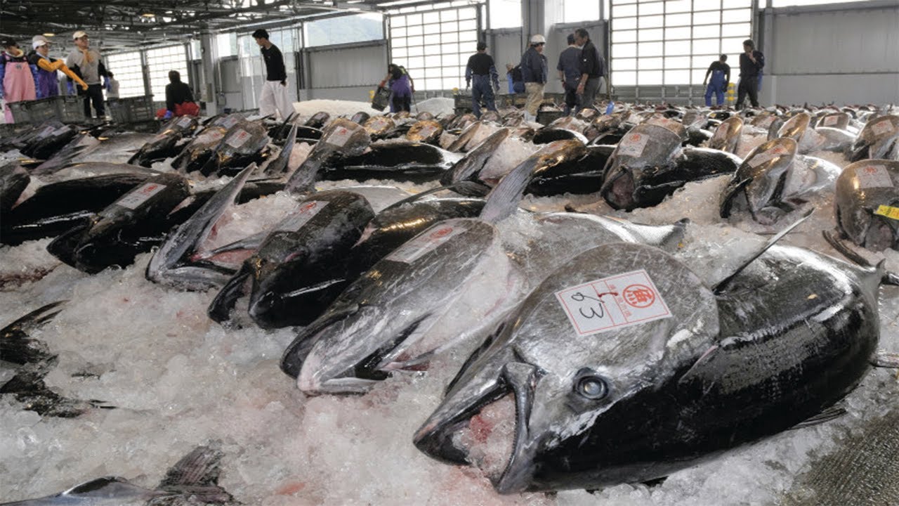 Amazing Frozen Tuna Cleaning, Cutting Skill - Big Tuna Processing After Harvest in Factory