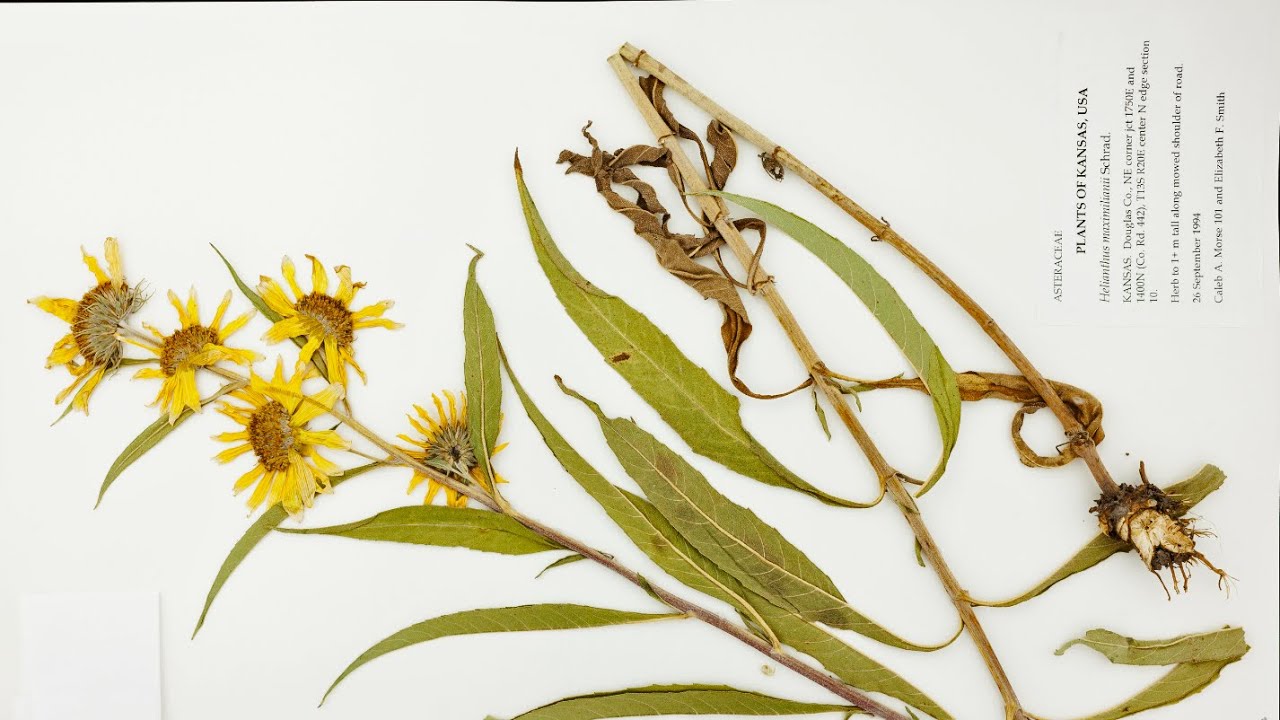 Advancing ecological research through Symbiota