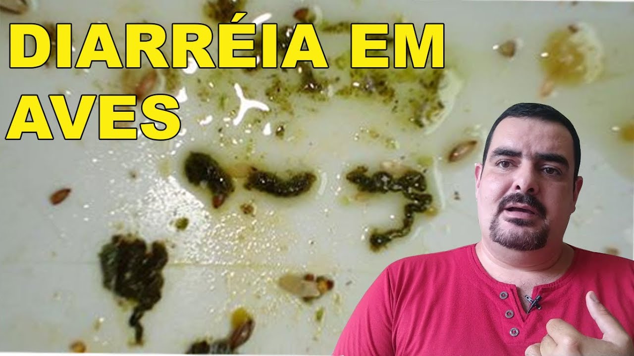 DIARRÉIA EM AVES - como identificar e tratar!!