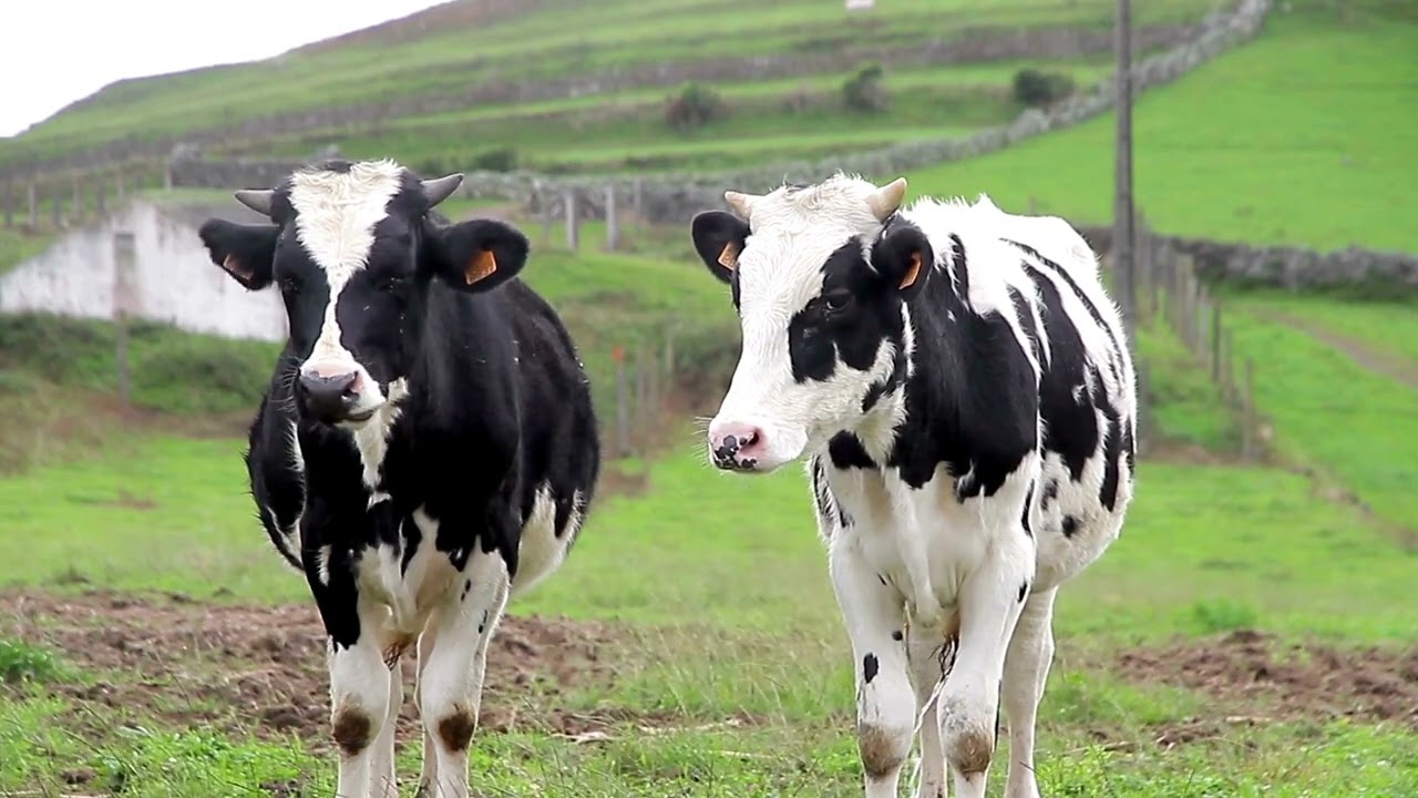 Holstein cow breed  &bull; Cow Video