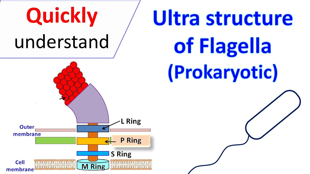 Ultra-structure of Flagella (Prokaryotic)