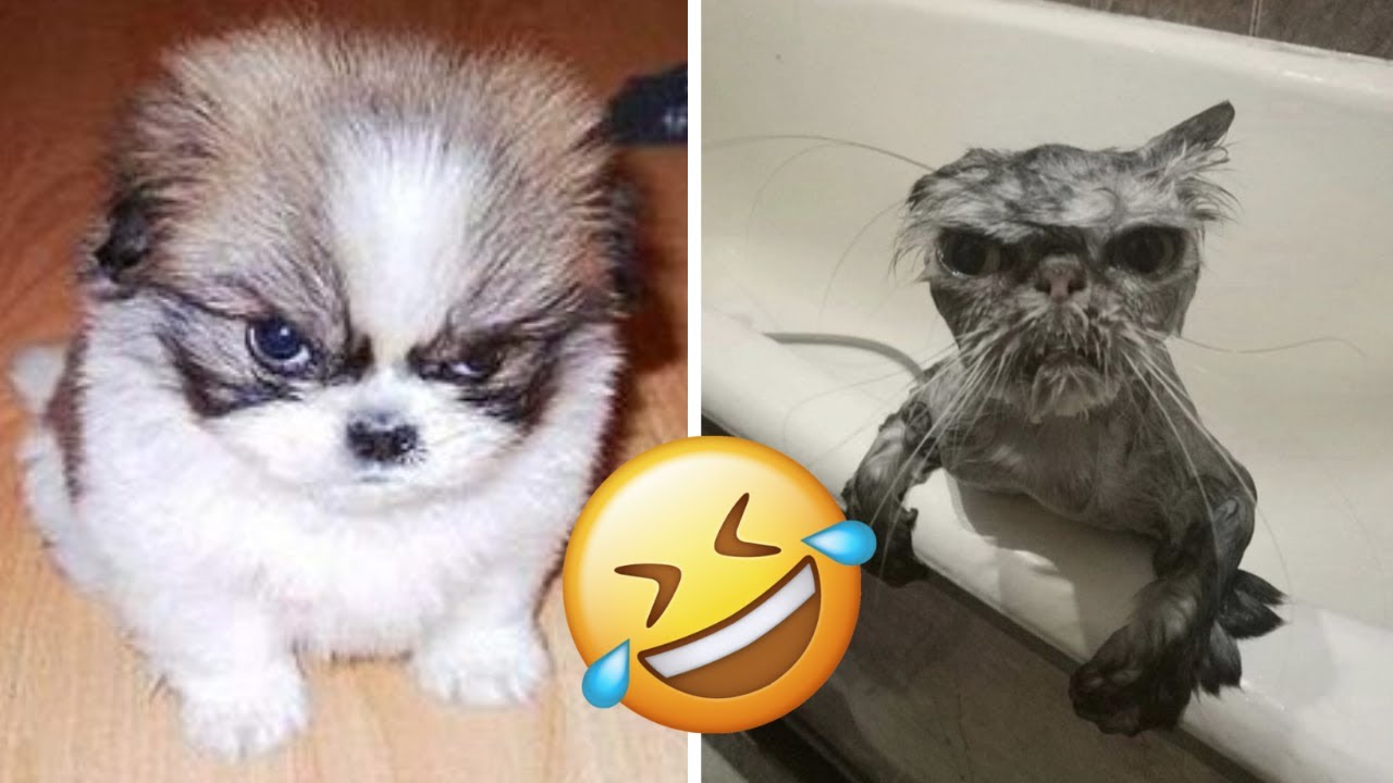 Best Animal Fails Of The Week😂 | Funny Cats Instant Regret Moments | Try Not To Laugh Compilation 9