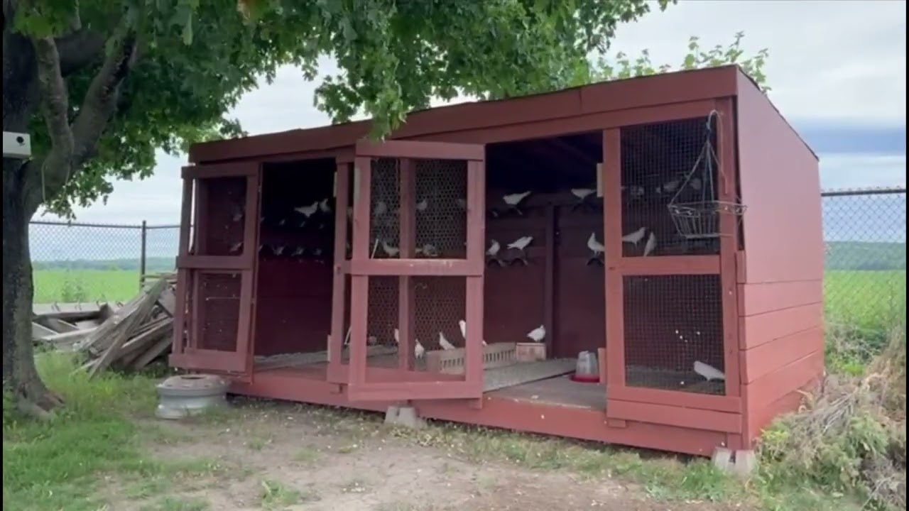 Letting My Low Flyer Pigeons out For The First Time