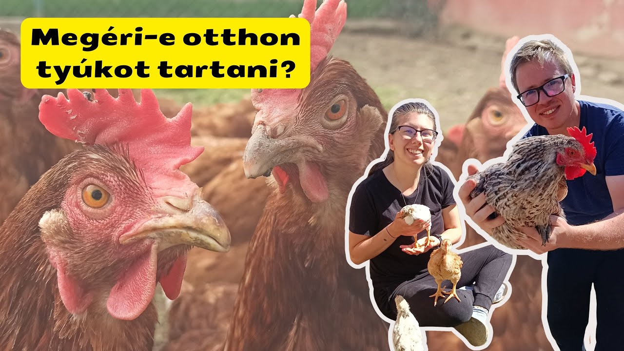 Milyen gyakran cseréljük tyúkjaink? - Megéri egyáltalán a háztáji tyúktartás?