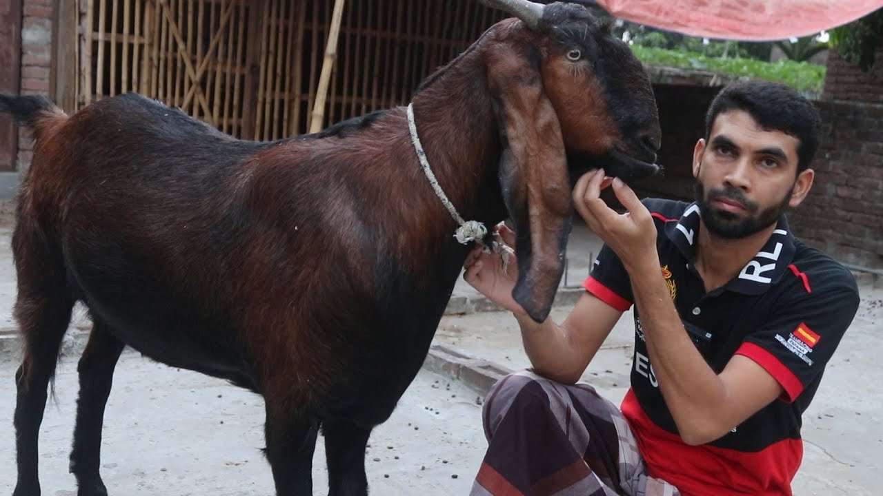 ছোট ভাই তরুনের ছাদে ছাগল পালন ও কুরবানির জন্য বিশাল বিশাল ছাগল কিনতে দেখুন | Goat Farm | BD Krishi