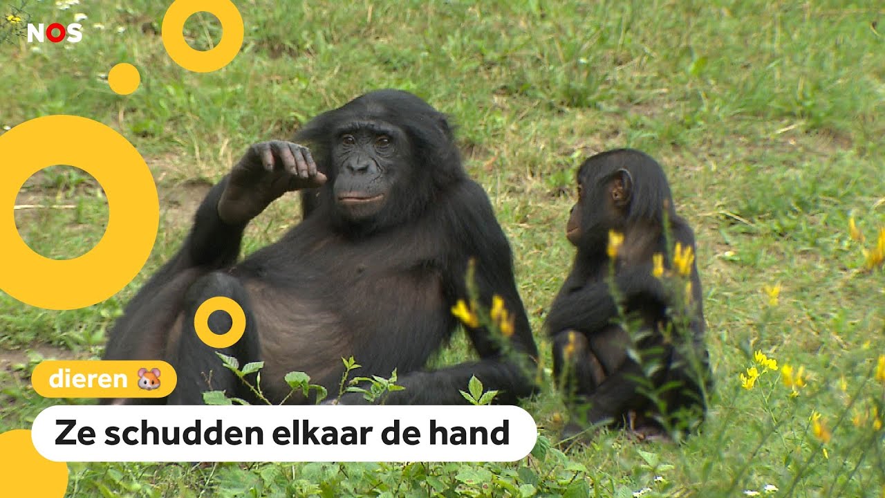 Apen zwaaien en begroeten elkaar net als mensen