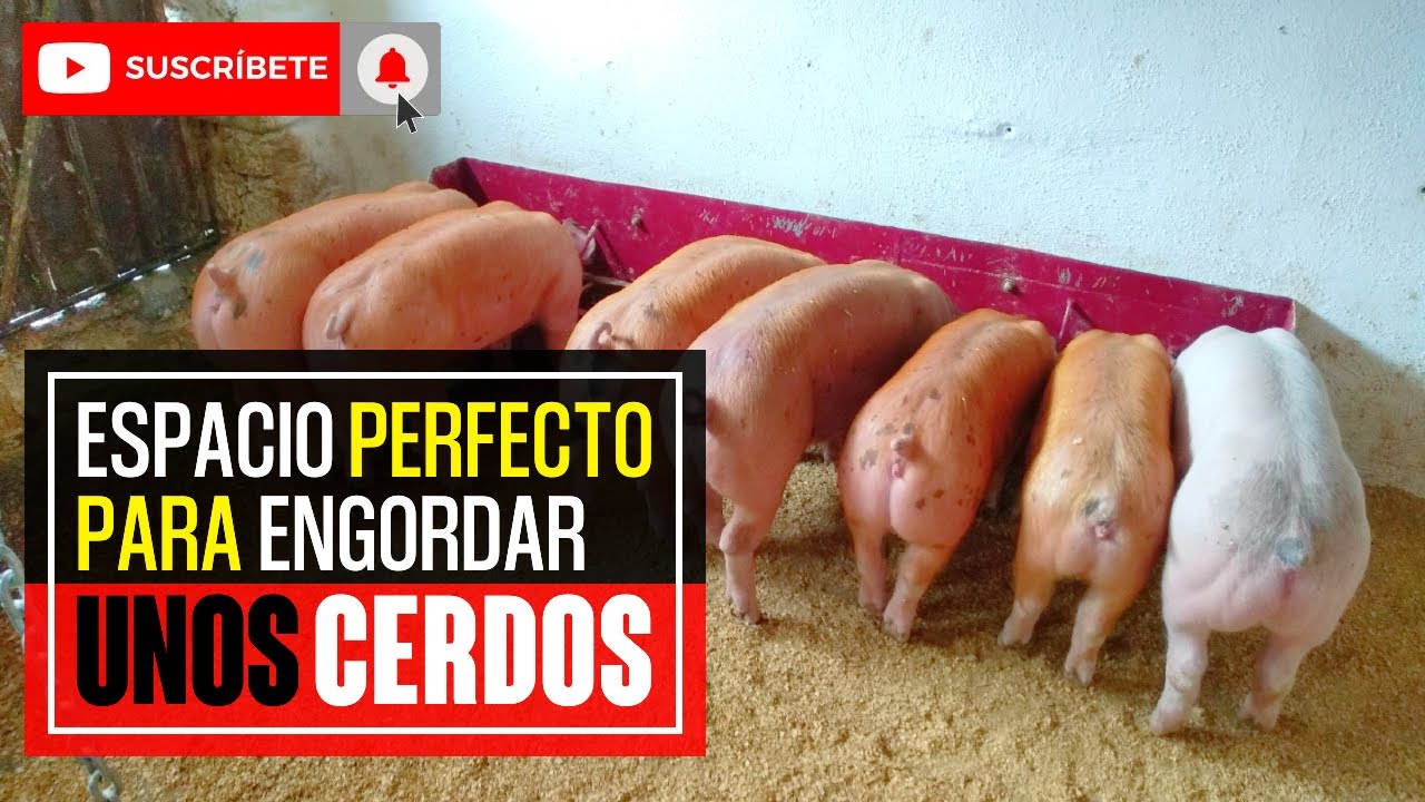 &iquest;Cu&aacute;nto Espacio Se Necesita Para ENGORDAR CERDOS?