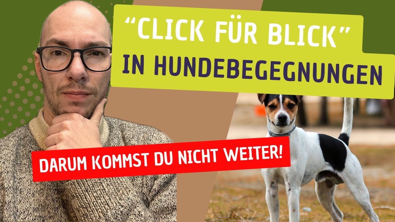 Click für Blick in Hundebegegnungen - Warum du nicht weiter kommst!