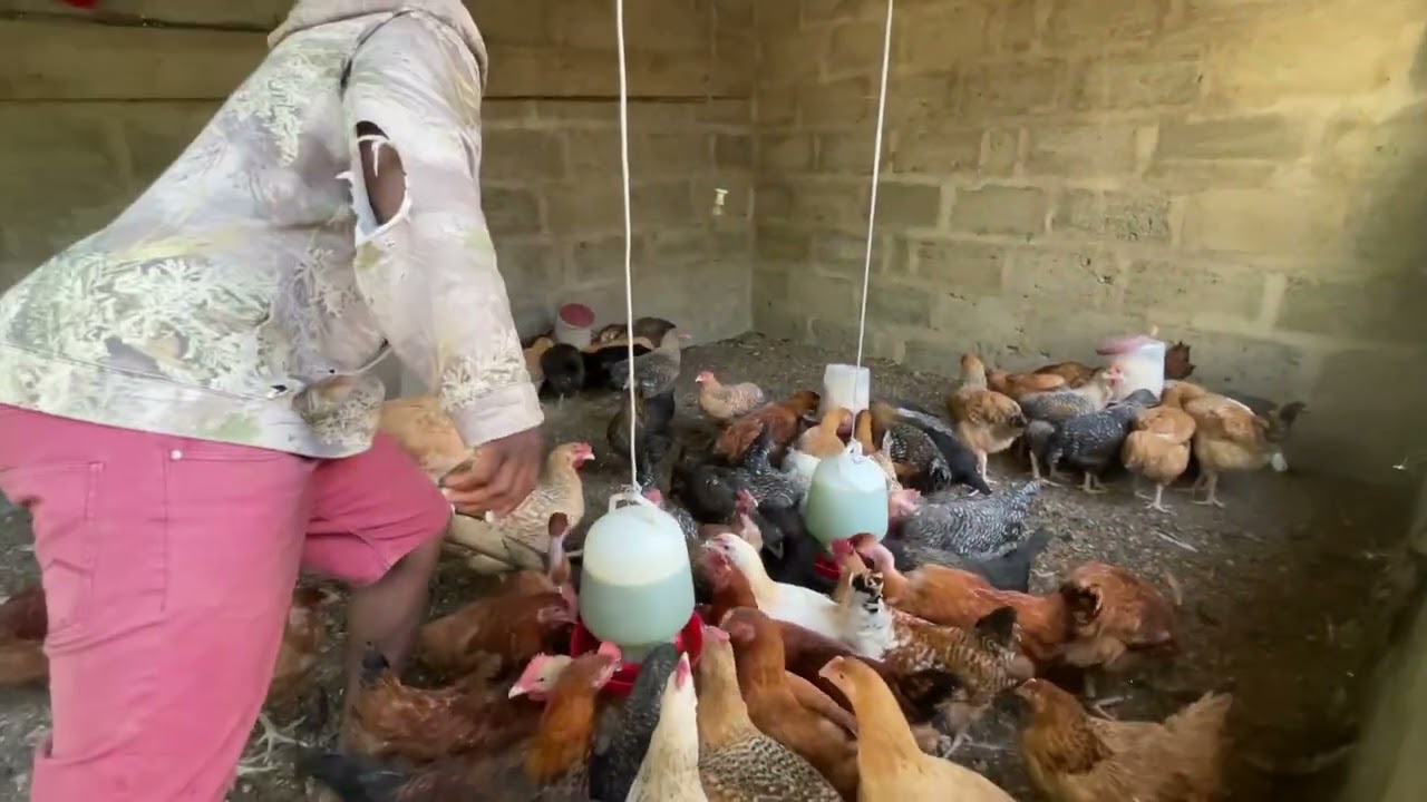 DAWA YA KUKU YA ASILI ARUSHA TANZANIA #food #chefselection #cooking #chefsteps #chef 