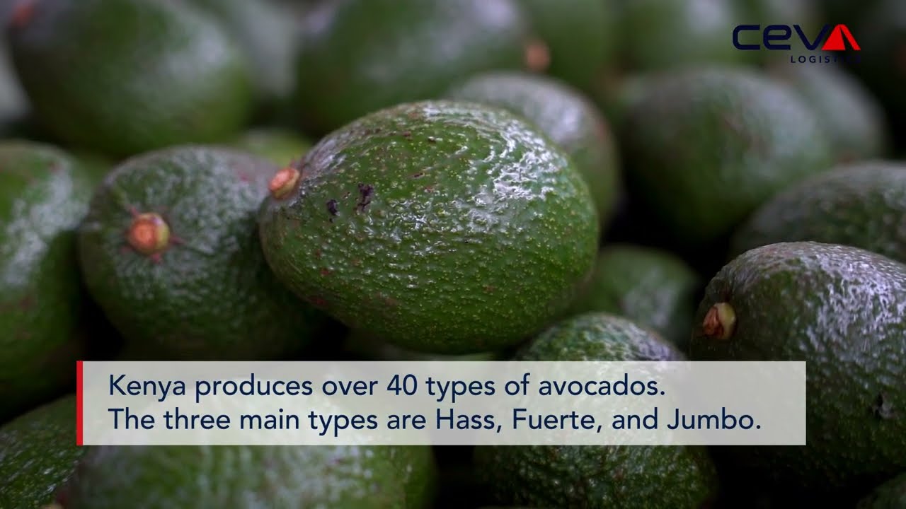 Connecting Farmers to Global Markets: Kenya&rsquo;s Avocado Export Strategy