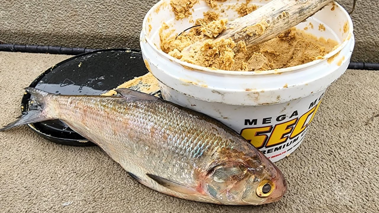 What Bait is THE BEST? (Stinkbait vs Cutbait)