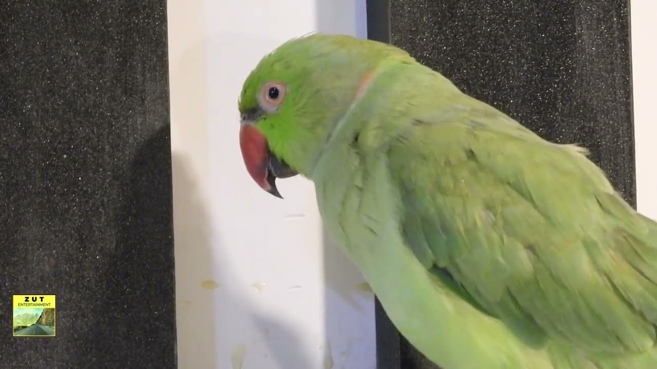 PARROT TALKING AND AGGRESSIVE LOOKS