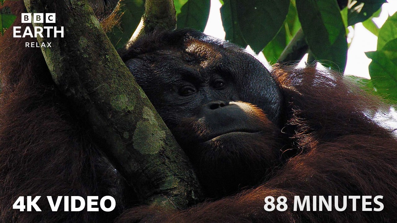 4K Rainforest Wildlife | A Calm Nature Experience | BBC Earth Relax
