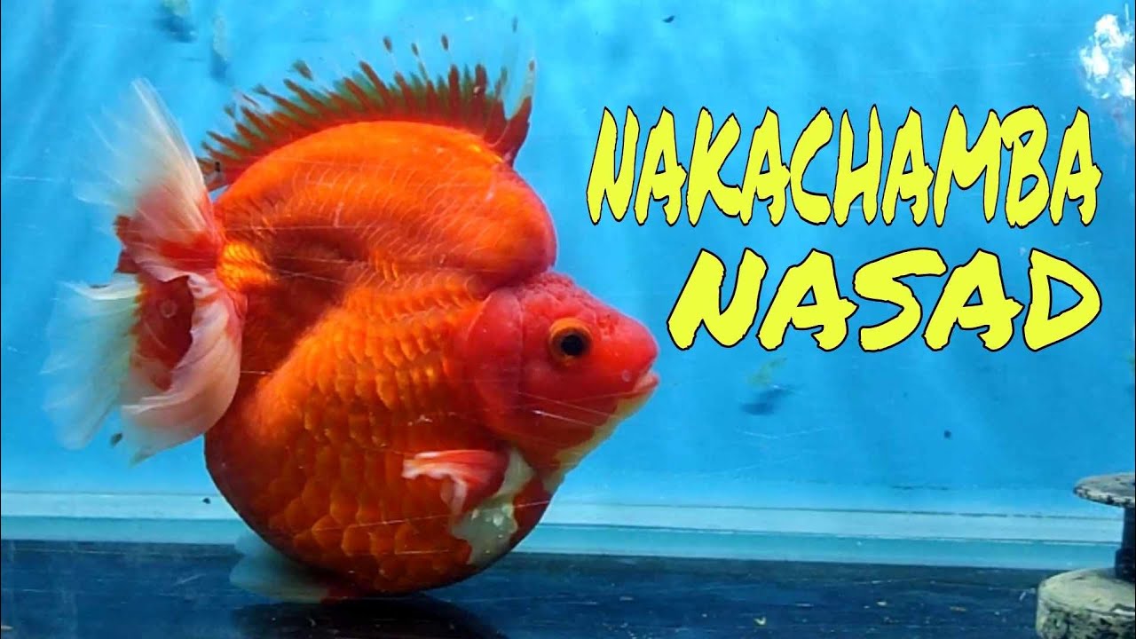 EP245. NAKACHAMBA NASAD UG CHAMPION SA CANTAGO FESTIVAL GOLDFISH SHOW