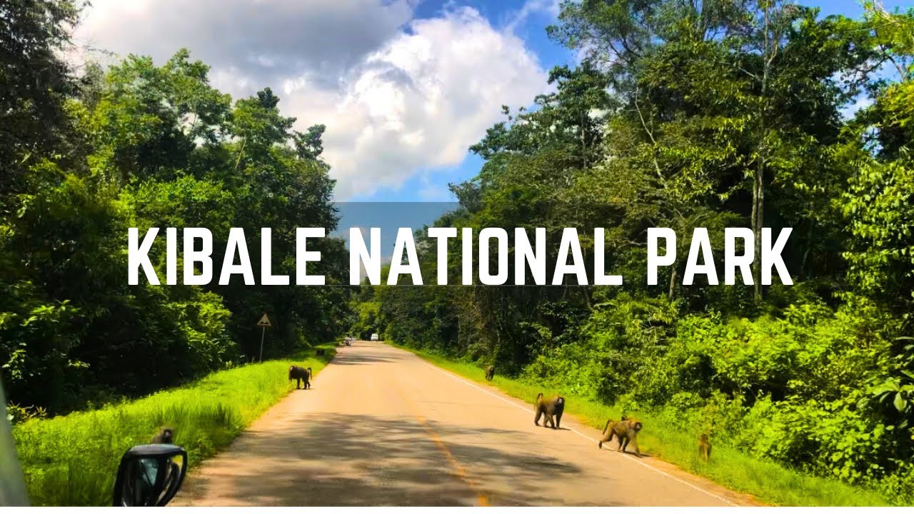 Kibale National Park | UGANDA