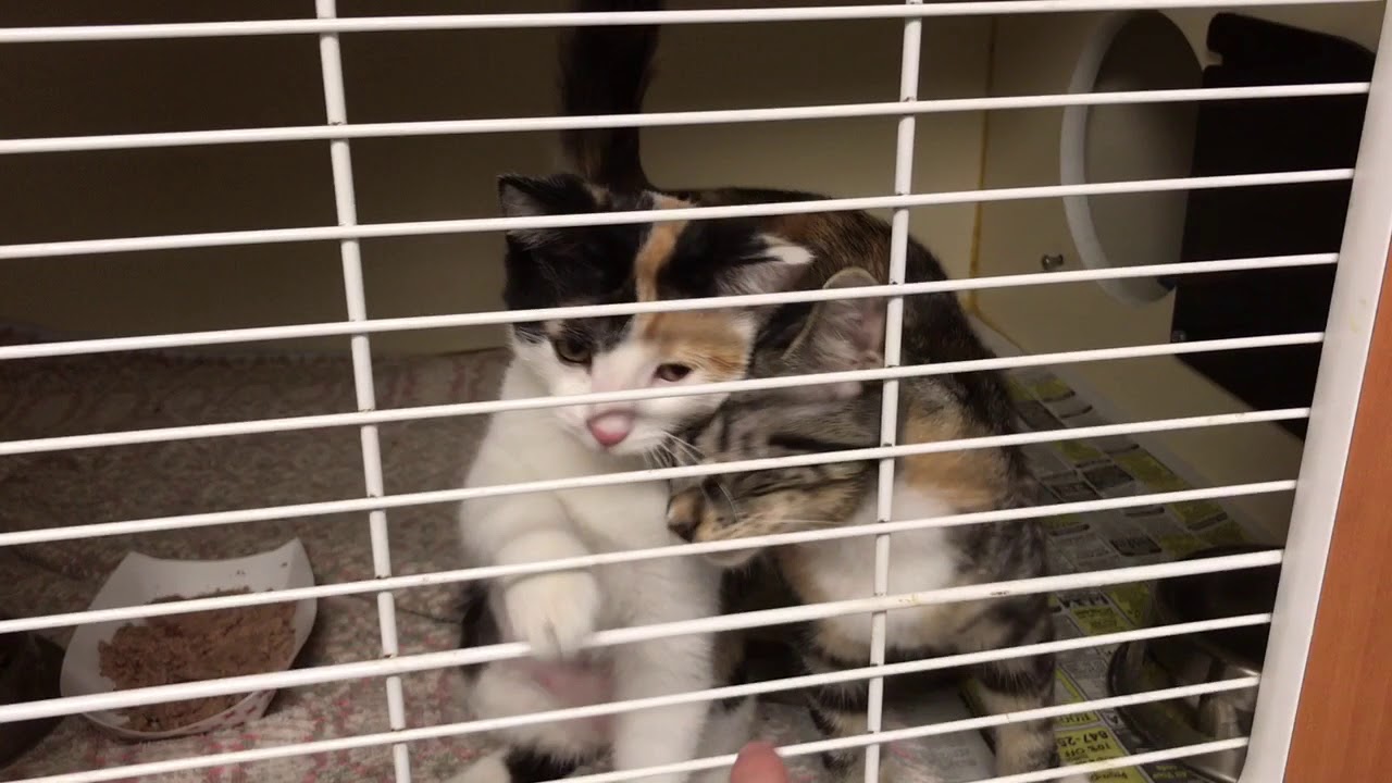 Meet Starfish a Domestic Shorthair currently available for adoption at Petango.com! 8/20/2017 8:18:0