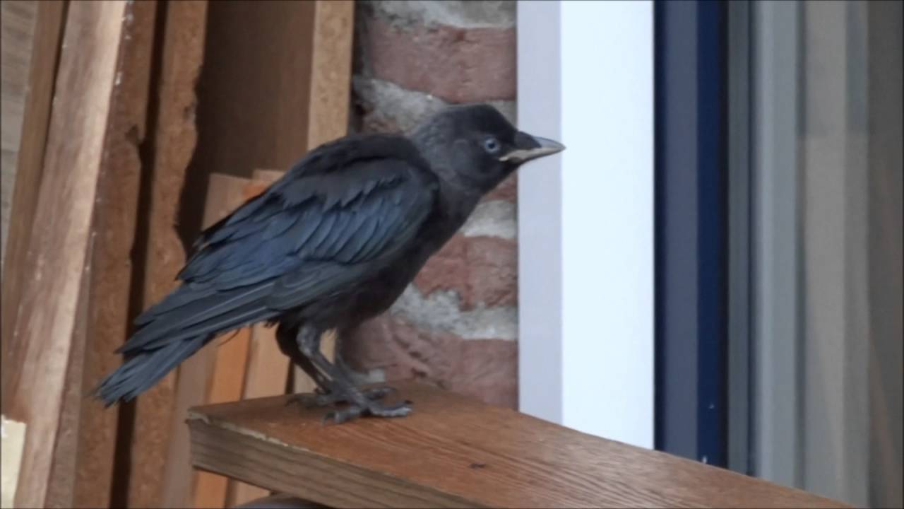 Young Western jackdaws (jonge Kauwen)
