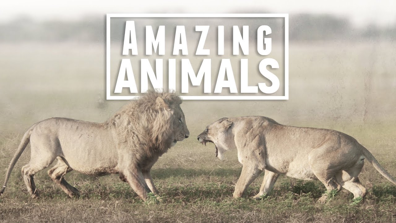 MOST AMAZING ANIMALS series