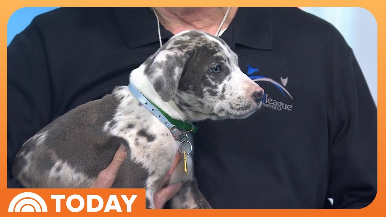 Meet the Cats and Pups of the 2026 Great American Rescue Bowl