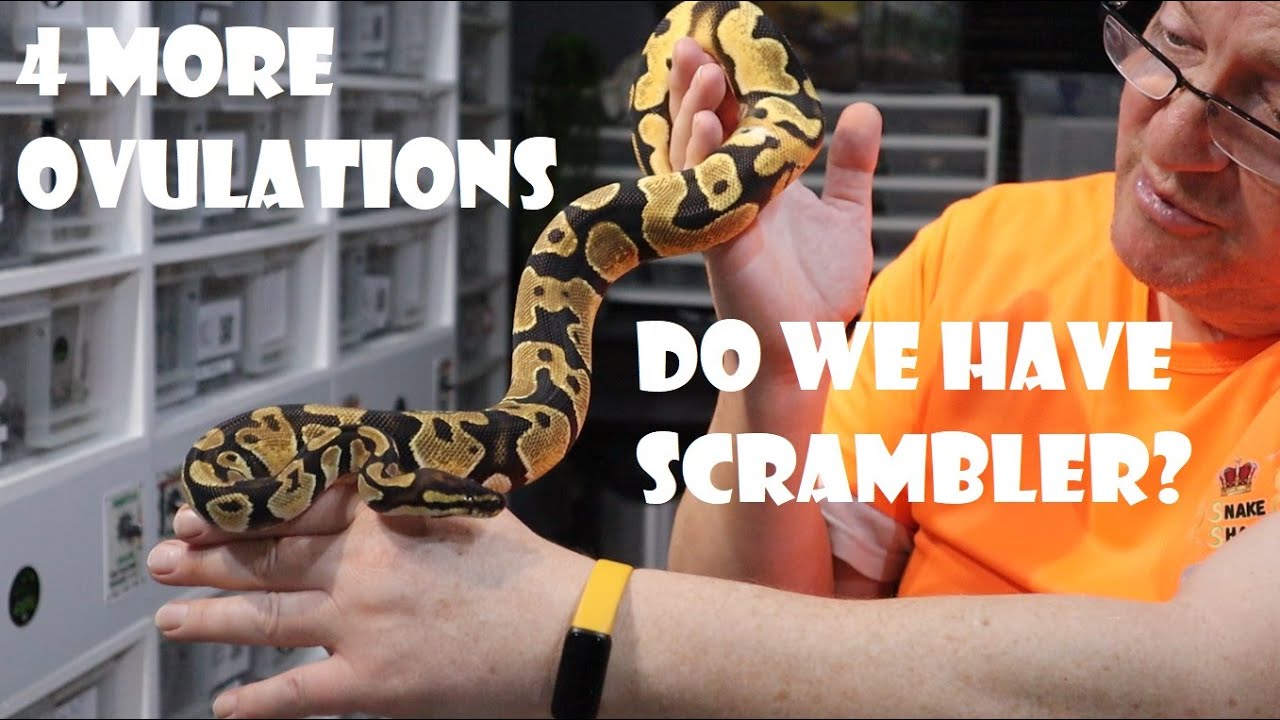 Есть ли у нас Scrambler в наших комбинациях Orange Dream? + 4 дополнительных овуляции + формирова...