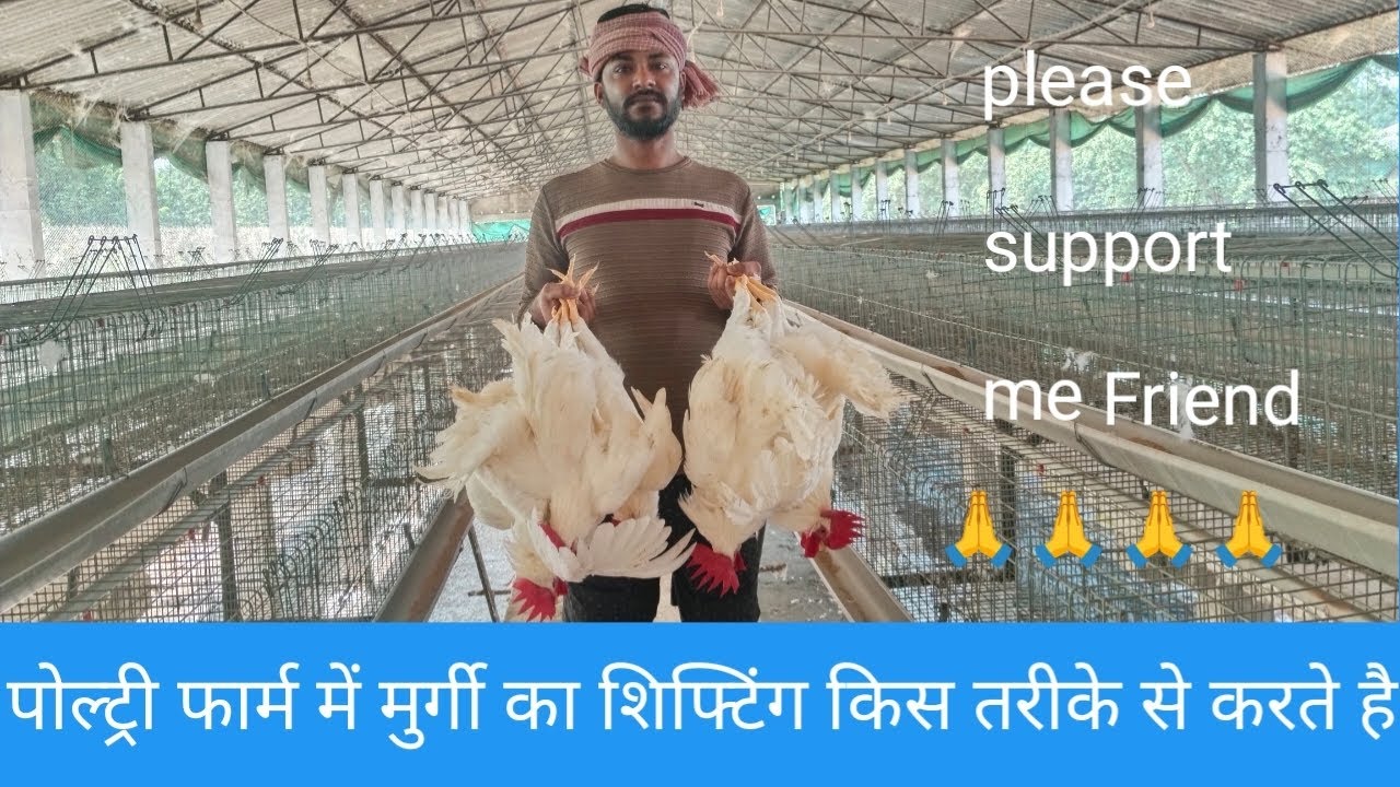 सिक्स को नए घर में ट्रांसफर किया|how to transfer on 20000 Birds 🐔🐔🐣#8failvloger #poultryfarming 