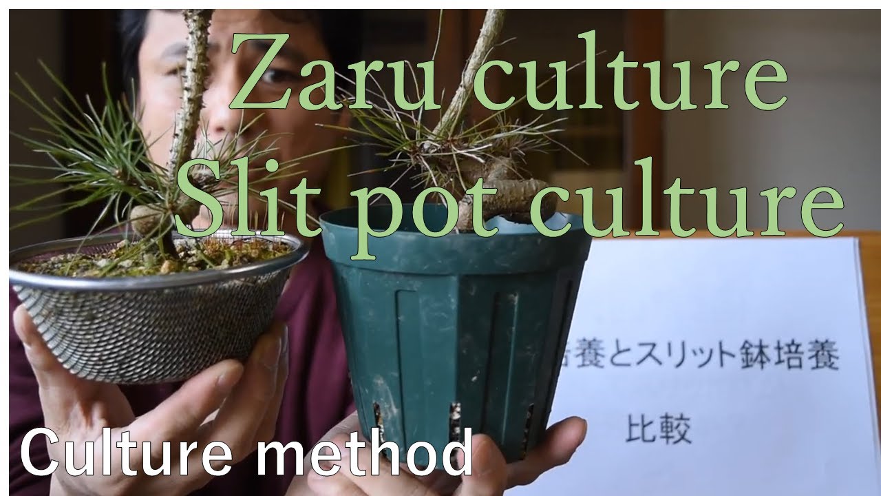 Slit pot cultivation part1   result of slit pot and colander caltivation  Matsuyoshi Bonsai Academy